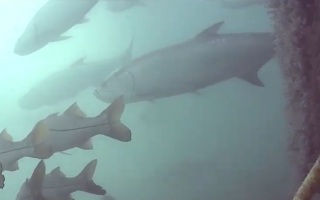 underwater coral reef webcam