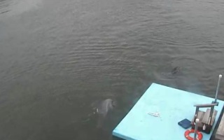 dolphin research center florida keys webcam