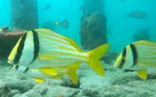pompano beach pier underwater webcam